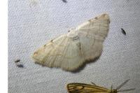 Stegania trimaculata