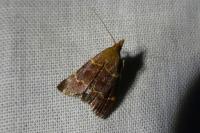 Hypsopygia rubidalis