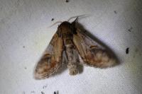 Notodonta ziczac
