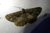 Peribatodes ilicaria ilicaria