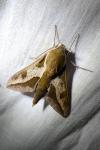 Hyles euphorbiae