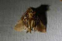 Spatalia argentina