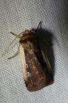 Ochropleura plecta