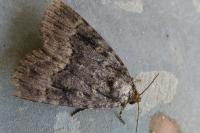 Amphipyra pyramidea