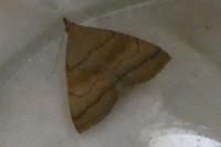 Herminia tarsicrinalis
