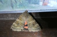 Catocala elocata