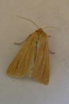 Mythimna pallens