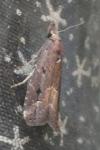 Schrankia costaestrigalis