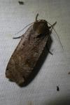 Noctua pronuba