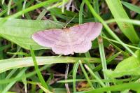 Scopula rubiginata