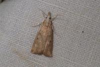 Calamotropha paludella