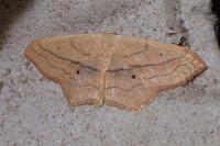 Scopula imitaria