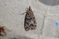 Eudonia mercurella