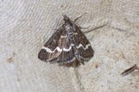 Pyrausta nigrata
