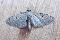Eupithecia virgaureata