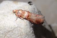 Acrobasis tumidana