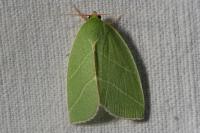 Bena bicolorana