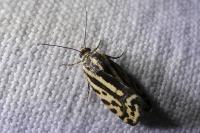 Emmelia trabealis