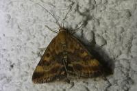 Pyrausta despicata