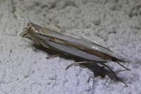 Crambus pascuella