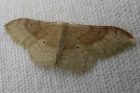 Idaea degeneraria