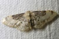 Idaea filicata