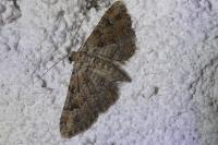 Gymnoscelis rufifasciata