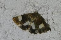 Tyta luctuosa