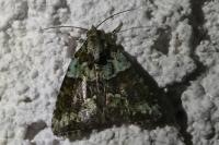 Cryphia algae