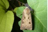 Agrotis exclamationis exclamationis