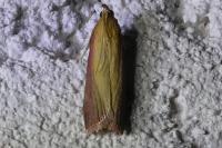 Oncocera semirubella