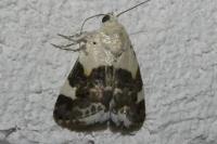 Acontia lucida