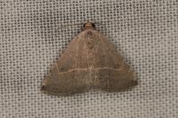 Eublemma polygramma