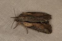 Bryophila raptricula
