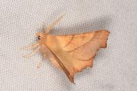 Ennomos fuscantaria