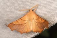 Ennomos fuscantaria