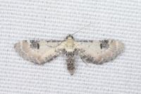 Eupithecia centaureata
