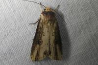 Axylia putris