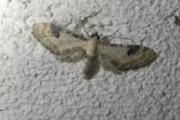 Eupithecia centaureata