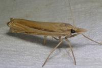 Ancylolomia tentaculella