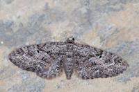 Eupithecia pusillata