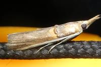 Etiella zinckenella
