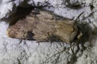 Agrotis puta