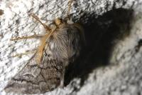 Thaumetopoea pityocampa