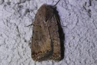 Caradrina clavipalpis