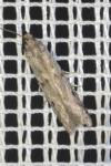 Phycitodes
