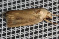 Proxenus hospes