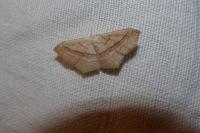 Scopula imitaria