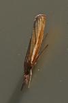 Agriphila tristella