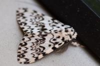 Lymantria monacha